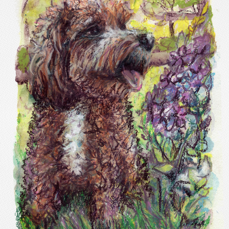 Lilac Doodle Dog